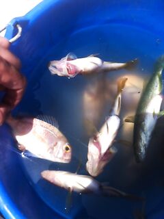 Тунис вместо Италии: прогулочный «троллинг» и реальная ловля с портов