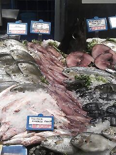 Италия: подводная охота и прикорм — сарган, ставрида и кошки на ужин