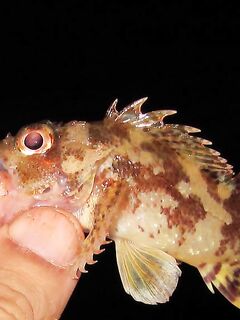 Италия: морской ёрш из скорпеновых — аккуратнее с колючками