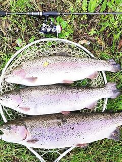 Италия, Лацио вместо Калабрии и Сардинии — фото с форелевого сезона 2020–2021