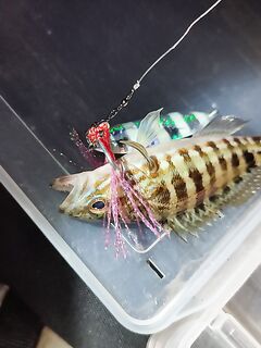 Эгейское, каменный окунь-ханос: клюнул на первом забросе пилькера