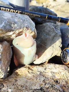 Торба, север Эгейского, Турция: пилькер с берега и советы про берегового тунца