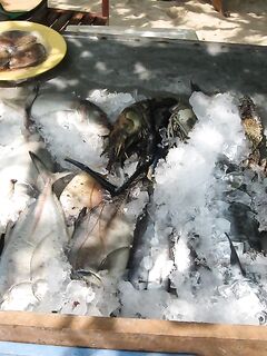 Шри-Ланка: местные просят помочь с сетью — делюсь их уловами