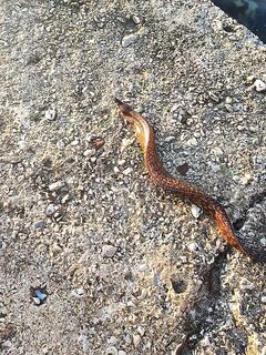 Сицилия, Санта-Флавия: донка на мидии, мурена, скорпена, мини дорадо — нюансы