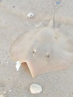 Сколько мотать и кто кидает за 150 м: бытовая реальность на морской рыбалке