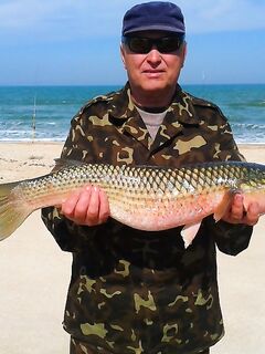 Прибойная: «такие красавцы клюют» — подтверждение по размеру рыбы