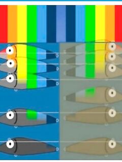 SurfCasting: как рыба видит цвет и почему под водой всё иначе