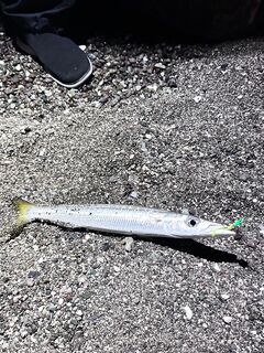 Морская рыбалка на Анталийском побережье: вечер 20:10–22:30 и первая барракуда