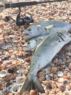 Луфарь в Израиле как ориентир: сравнение со Средиземкой в тему железа