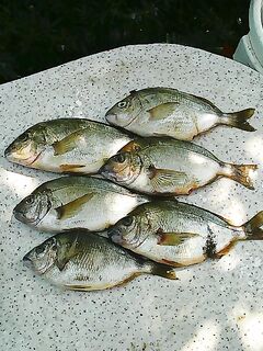 Блесны и пилькеры с ассистами: ставридные крючки и мастер-классы по оснастке