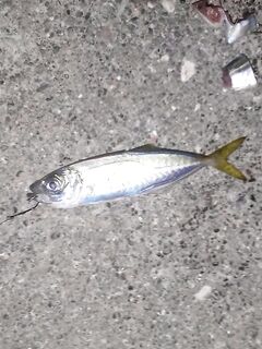 Абхазия, отпуск: Кодор, Амктел и немного моря — рыба на червя и на кусочки