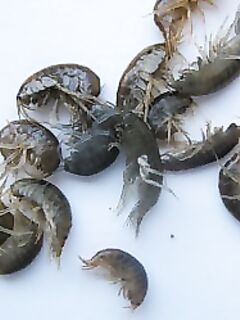 Абхазия, бокоплавы: уточнение по виду наживки на картинке для справки