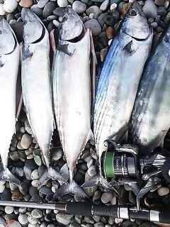 Абхазия, немного фото: море, уловы и берег — короткий визуальный отчёт