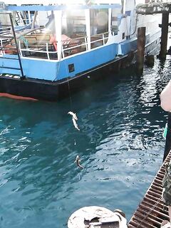 Абхазия, пристань: караси, ставрида и десяток небольших хеков с борта