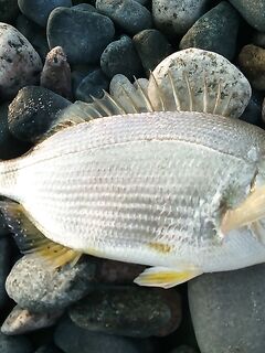 Абхазия, фото: море, причалы, рыба и настроение — короткая зарисовка