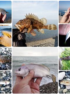 Неделя самодура и бомбарды: сухой нереис из Гагры, креветка в магазинах