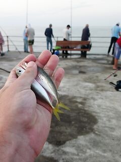 Сравнил вина и вернулся к рыбалке: чуларка на поплавок, ставрида на самодур