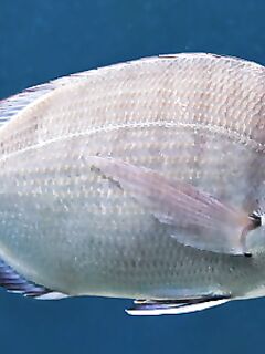 Ласкирь и дорадо разные: у ласкиря тёмное пятно у хвоста — краткая памятка