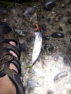 Короткая пауза без отчёта: снасти сушу, план сверяю