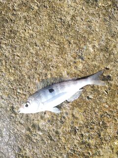 Утро с барабулькой, смаридой и дракончиками, плюс классическая ставрида