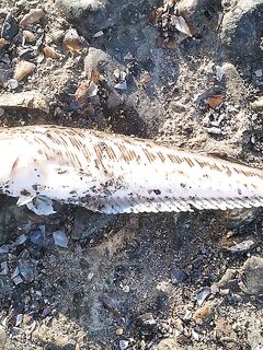 Крупные экземпляры утром: оба «немелкие», состав набора держит