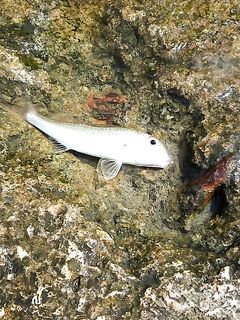 Сухум, магазин на рынке: Руслан собрал комплект, проклеил тирольки и «насадил червячка»