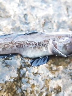 Первая барабулька на отводной: старт задан, снасти подобраны