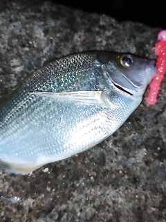 Малые размеры у берега: ставрида мелкая, карась и ёрш стабильны, соседи взяли горбыля