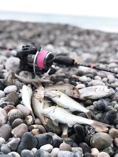 Сковородочная классика: барабулька с карасиком до ужина, ставрида неинтересна