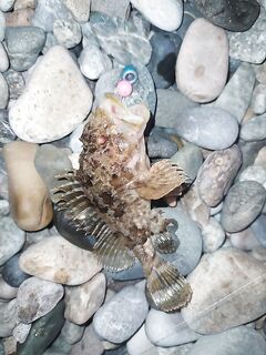 Ночь на пирсах до Апсары: ерш и карась, горбыля не дождался