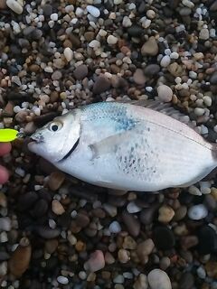 «Стрейч» не вечен: карась перекусывает, короткая съедобка дешевле и практичнее