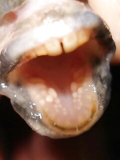 «Каждый ловит как хочет»: карась на 1.5″ силикон тоже даёт свой кайф