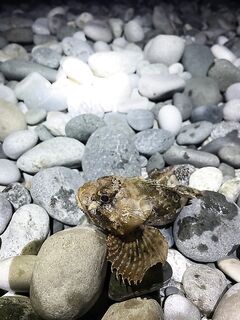 Первая ночная в Пицунде: УЛ и пилькер дали 4 вида за раз