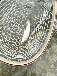 Абхазия после ливней: чистая речка нашлась, 2 поимки и сход на блесну