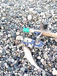 Первая барабулька — старт состоялся