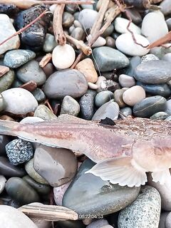 Отводной против мдж: стабильность и «колючая кракозябра» на мясо