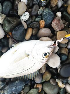 Лдзаа, Пицунда: ультралайт, булеры 3–5 г, отводной и вечерняя ставридка