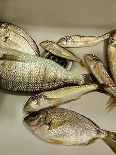 Гудаута в первый день: груз + два поводка, Нерис и вечерний просвет