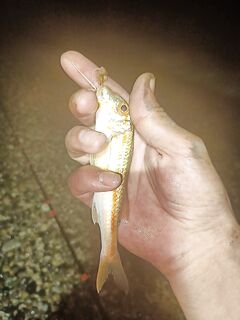 Систематизация по прибрежке: медленная проводка, отводной и кормушка