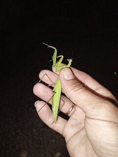 Ночная посиделка: барабуля к коту, плоская рыба и богомол на плечо