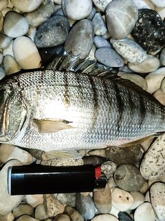 Гудаута без заморочек: вечерний фидер с пляжа, барабуля и жарка на решётке