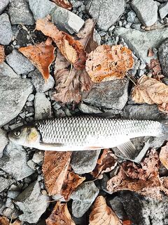 Озеро Рица: престиж тревел CX4 0.2–8, чебурашка 0,4 и гаммарус — речная пауза