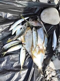 Пирс 6:00+: самодур 000 и отводной: ласкирь зачёт, ставридка под ногами до девяти