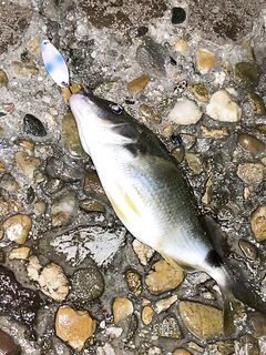 Колебалки в ход: берите разный вес, резину можно насаживать — меньше зацепов