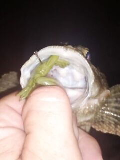 Вводные рыбалки: горбыль по вечерам, карась выходами, краб рвёт — финал достойный