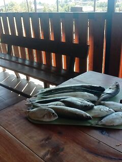 Пицунда, Лидзава, «Патрисия»: навозник рулит, местный дал морского червя — кефаль и мормир