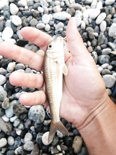 Штормило с утра, но на отводной что-то поймал — упорство спасает