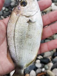 Пицунда, Бзыбь и причал: карасик у устья, с причала крупнее — бонусом мормор