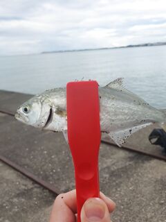 Сухум, отчёт в теме про Чёрное море: погода подвела, но без нуля не ушёл