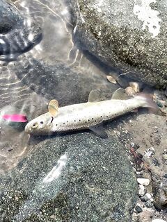 Абхазия как дом: осенью форель активнее, воблеры d-compact разноцвет — снасти ультралайт